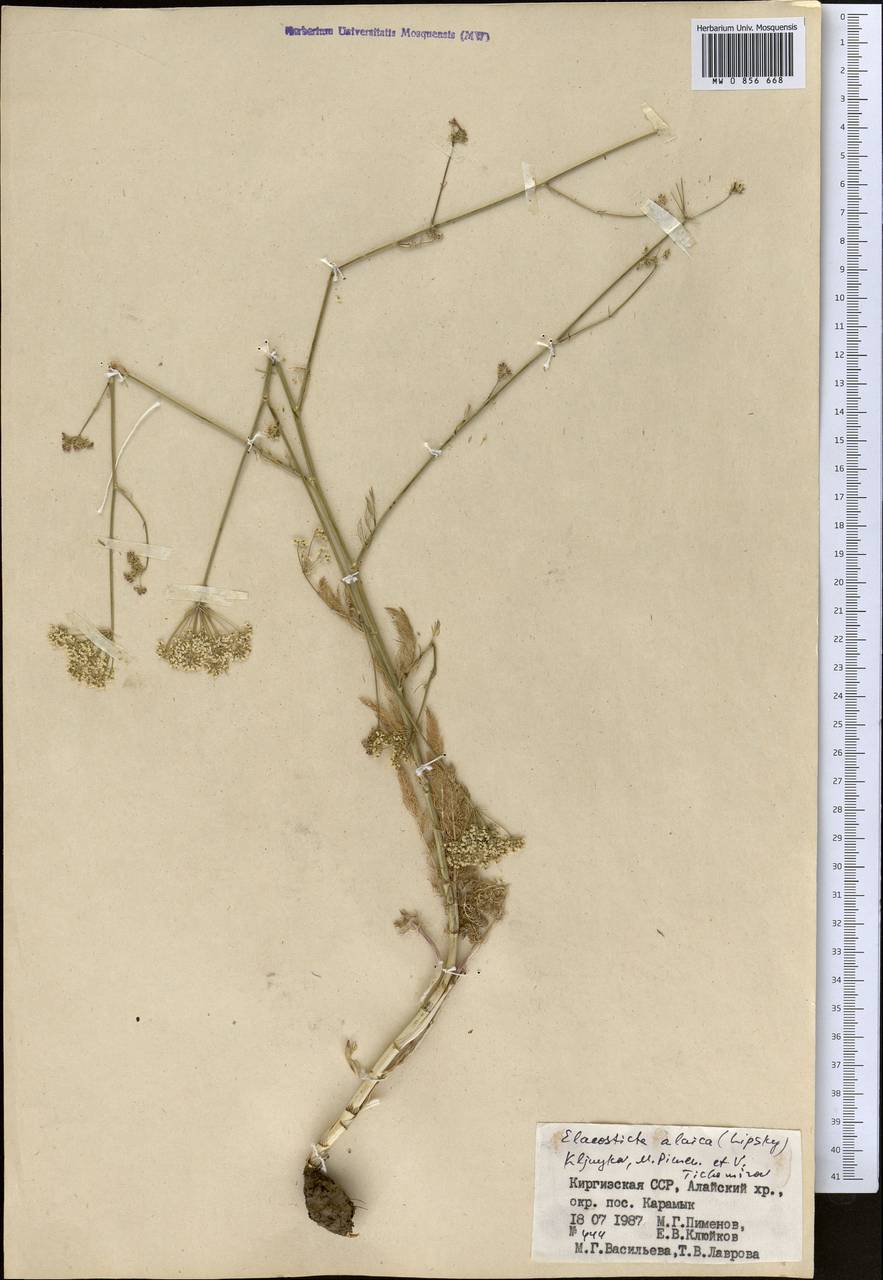 Scaligeria alaica (Lipsky) Korovin, Middle Asia, Pamir & Pamiro-Alai (M2) (Kyrgyzstan)