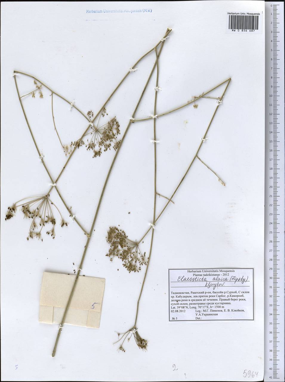 Scaligeria alaica (Lipsky) Korovin, Middle Asia, Pamir & Pamiro-Alai (M2) (Tajikistan)