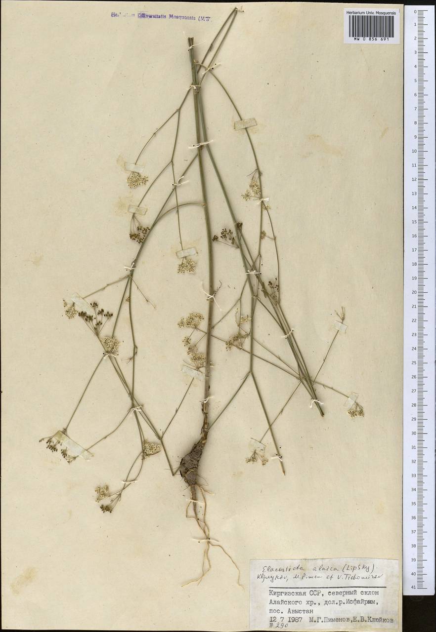 Scaligeria alaica (Lipsky) Korovin, Middle Asia, Pamir & Pamiro-Alai (M2) (Kyrgyzstan)