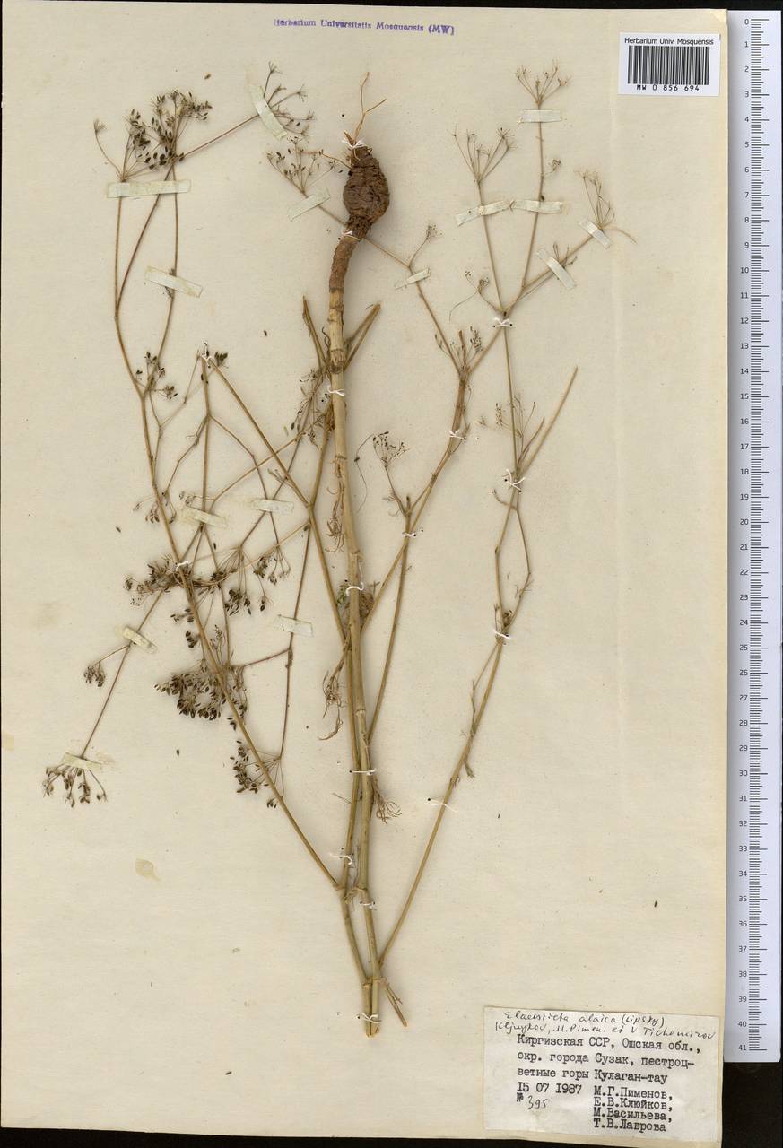 Scaligeria alaica (Lipsky) Korovin, Middle Asia, Pamir & Pamiro-Alai (M2) (Kyrgyzstan)