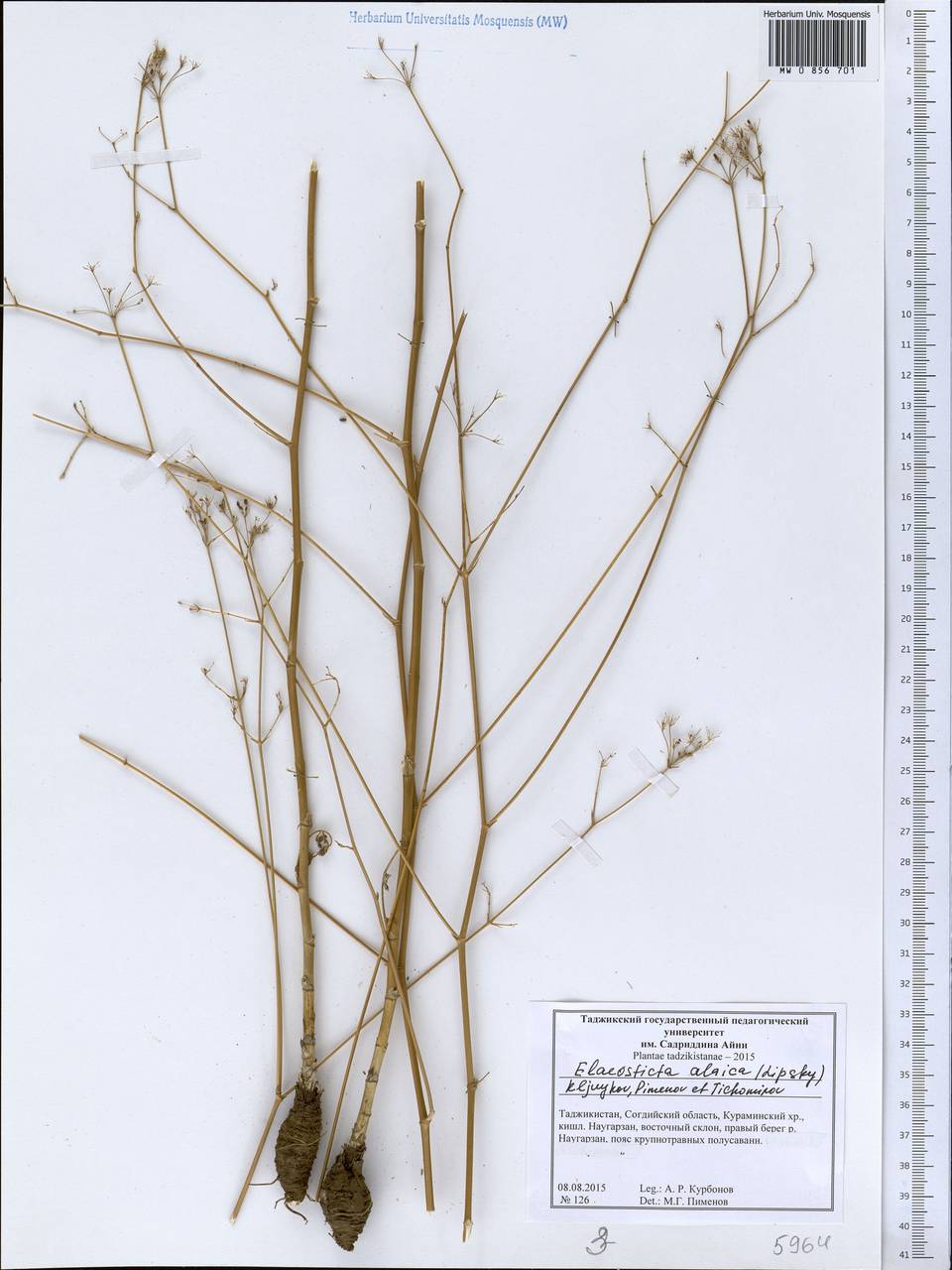 Scaligeria alaica (Lipsky) Korovin, Middle Asia, Western Tian Shan & Karatau (M3) (Tajikistan)