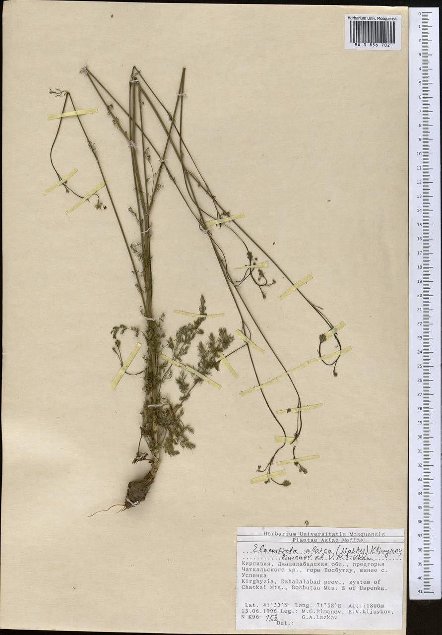 Scaligeria alaica (Lipsky) Korovin, Middle Asia, Western Tian Shan & Karatau (M3) (Kyrgyzstan)