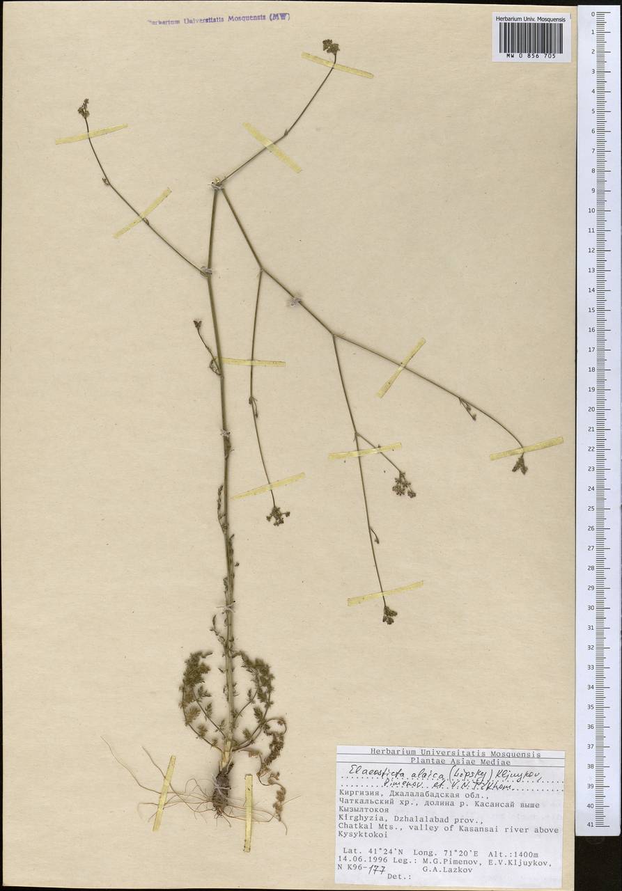 Scaligeria alaica (Lipsky) Korovin, Middle Asia, Western Tian Shan & Karatau (M3) (Kyrgyzstan)
