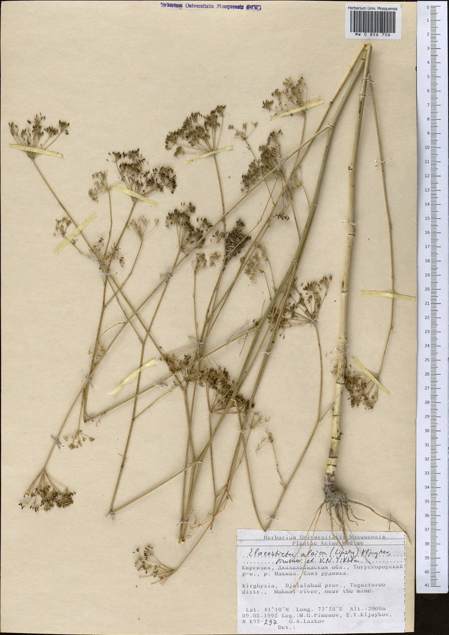 Scaligeria alaica (Lipsky) Korovin, Middle Asia, Northern & Central Tian Shan (M4) (Kyrgyzstan)