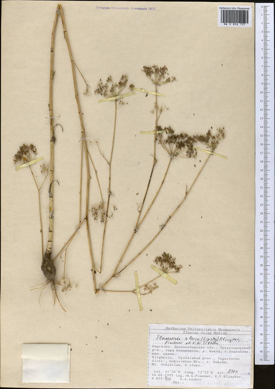 Scaligeria alaica (Lipsky) Korovin, Middle Asia, Northern & Central Tian Shan (M4) (Kyrgyzstan)