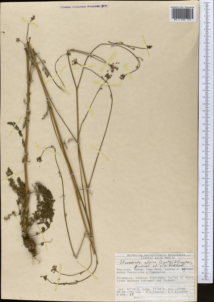 Scaligeria alaica (Lipsky) Korovin, Middle Asia, Western Tian Shan & Karatau (M3) (Kyrgyzstan)