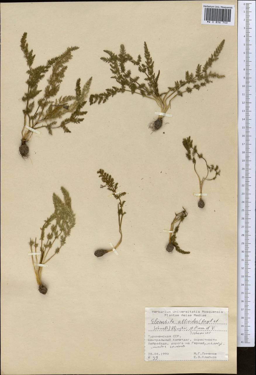 Scaligeria allioides (Regel & Schmalh.) Boiss., Middle Asia, Kopet Dag, Badkhyz, Small & Great Balkhan (M1) (Turkmenistan)