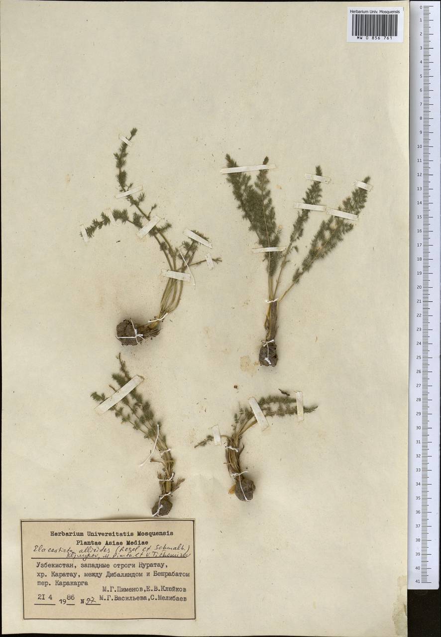 Scaligeria allioides (Regel & Schmalh.) Boiss., Middle Asia, Pamir & Pamiro-Alai (M2) (Uzbekistan)