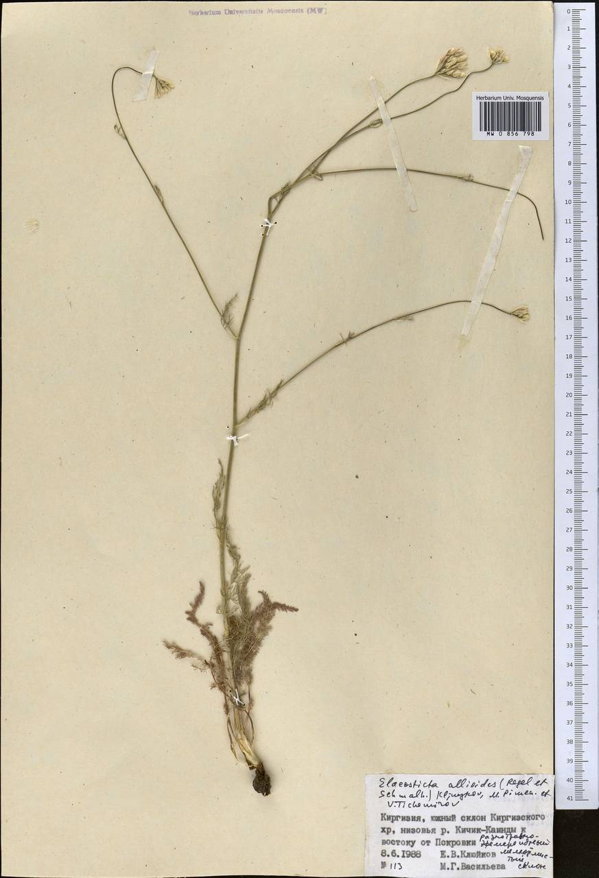 Scaligeria allioides (Regel & Schmalh.) Boiss., Middle Asia, Northern & Central Tian Shan (M4) (Kyrgyzstan)