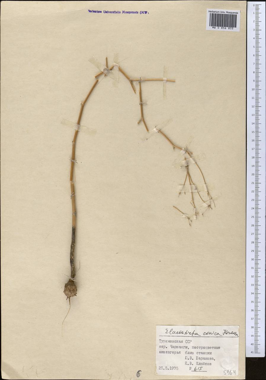 Scaligeria conica (Korovin) Korovin, Middle Asia, Karakum (M6) (Turkmenistan)