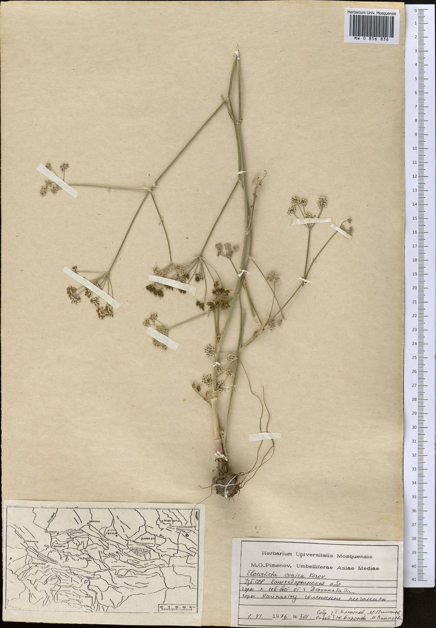 Scaligeria conica (Korovin) Korovin, Middle Asia, Syr-Darian deserts & Kyzylkum (M7) (Uzbekistan)