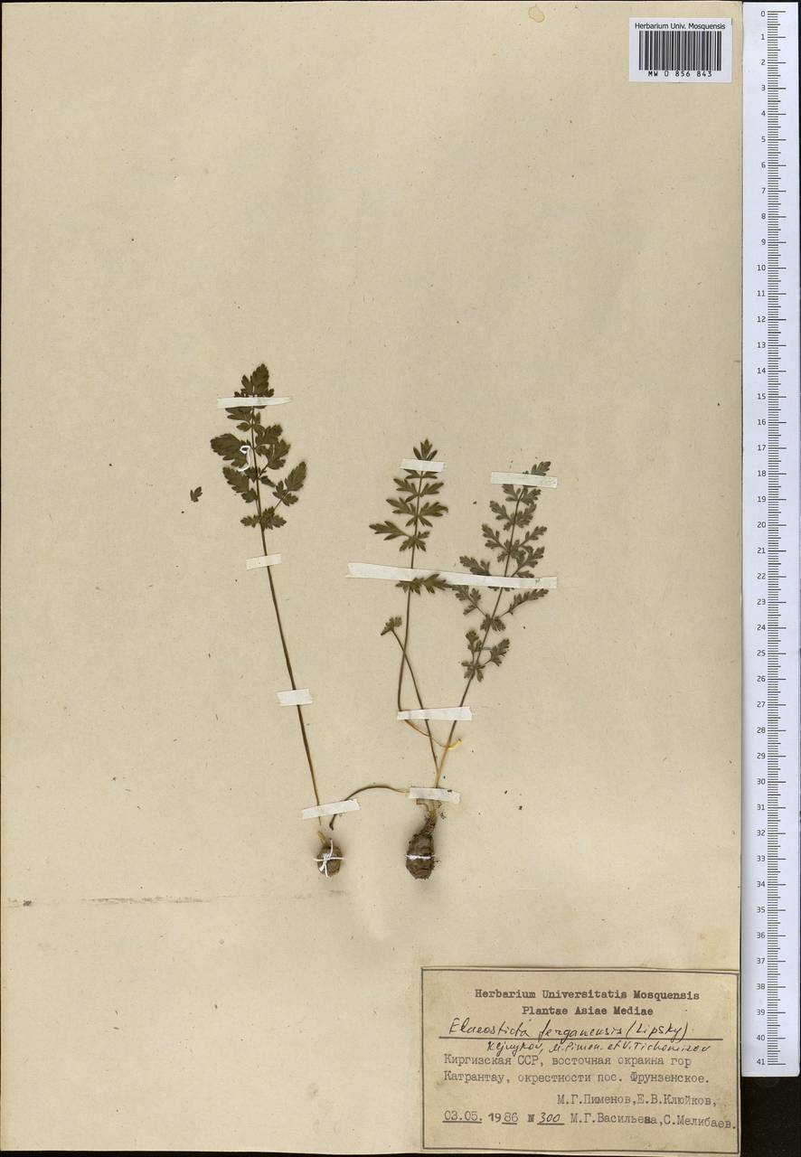 Scaligeria korshinskyi (Lipsky) Korovin, Middle Asia, Pamir & Pamiro-Alai (M2) (Kyrgyzstan)