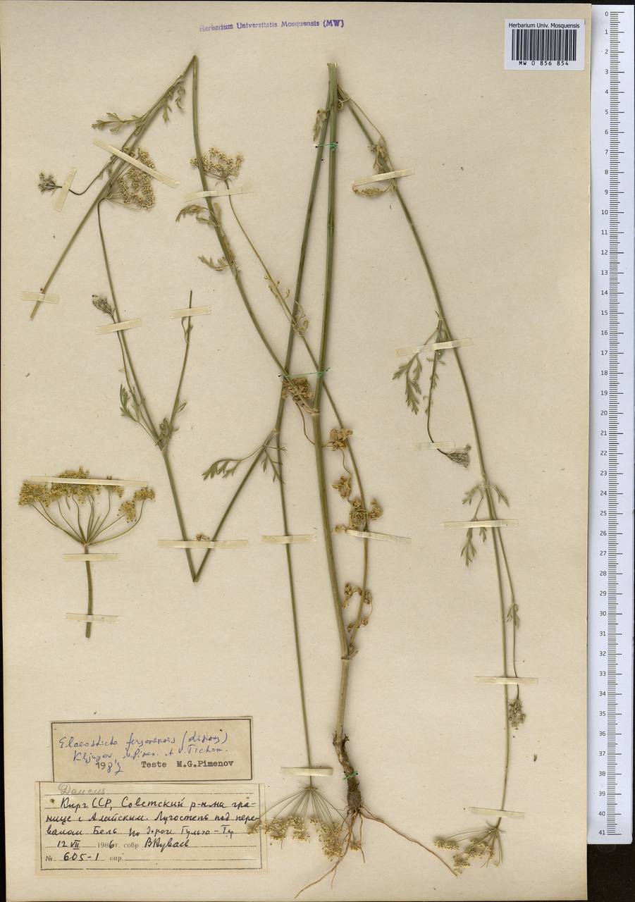 Scaligeria korshinskyi (Lipsky) Korovin, Middle Asia, Pamir & Pamiro-Alai (M2) (Kyrgyzstan)