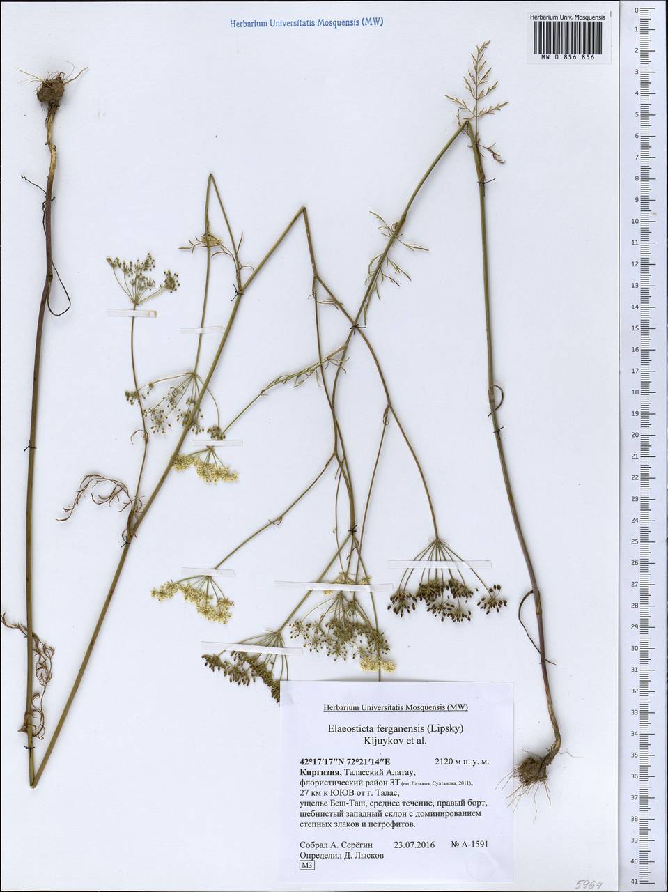 Scaligeria korshinskyi (Lipsky) Korovin, Middle Asia, Western Tian Shan & Karatau (M3) (Kyrgyzstan)
