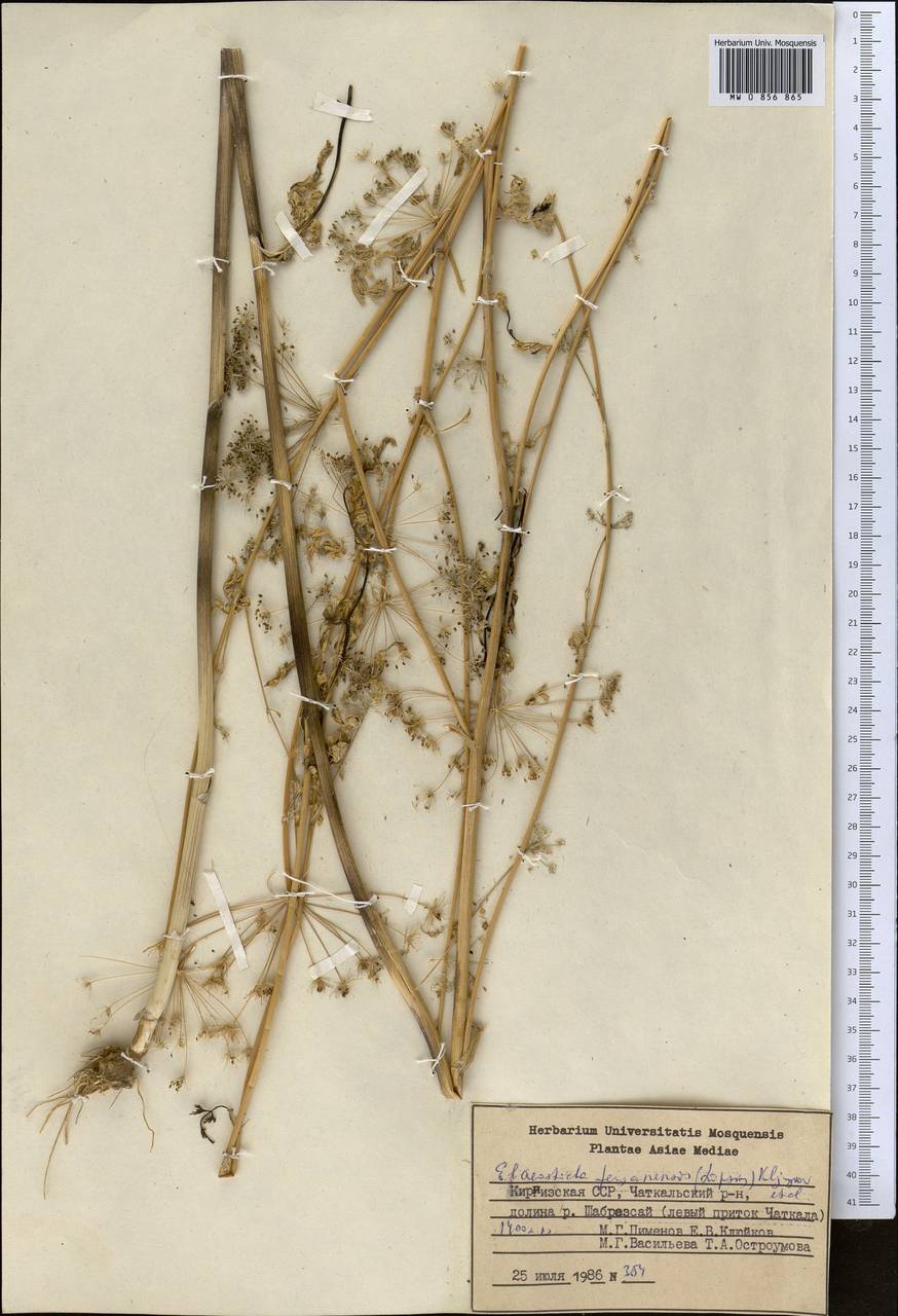 Scaligeria korshinskyi (Lipsky) Korovin, Middle Asia, Western Tian Shan & Karatau (M3) (Kyrgyzstan)