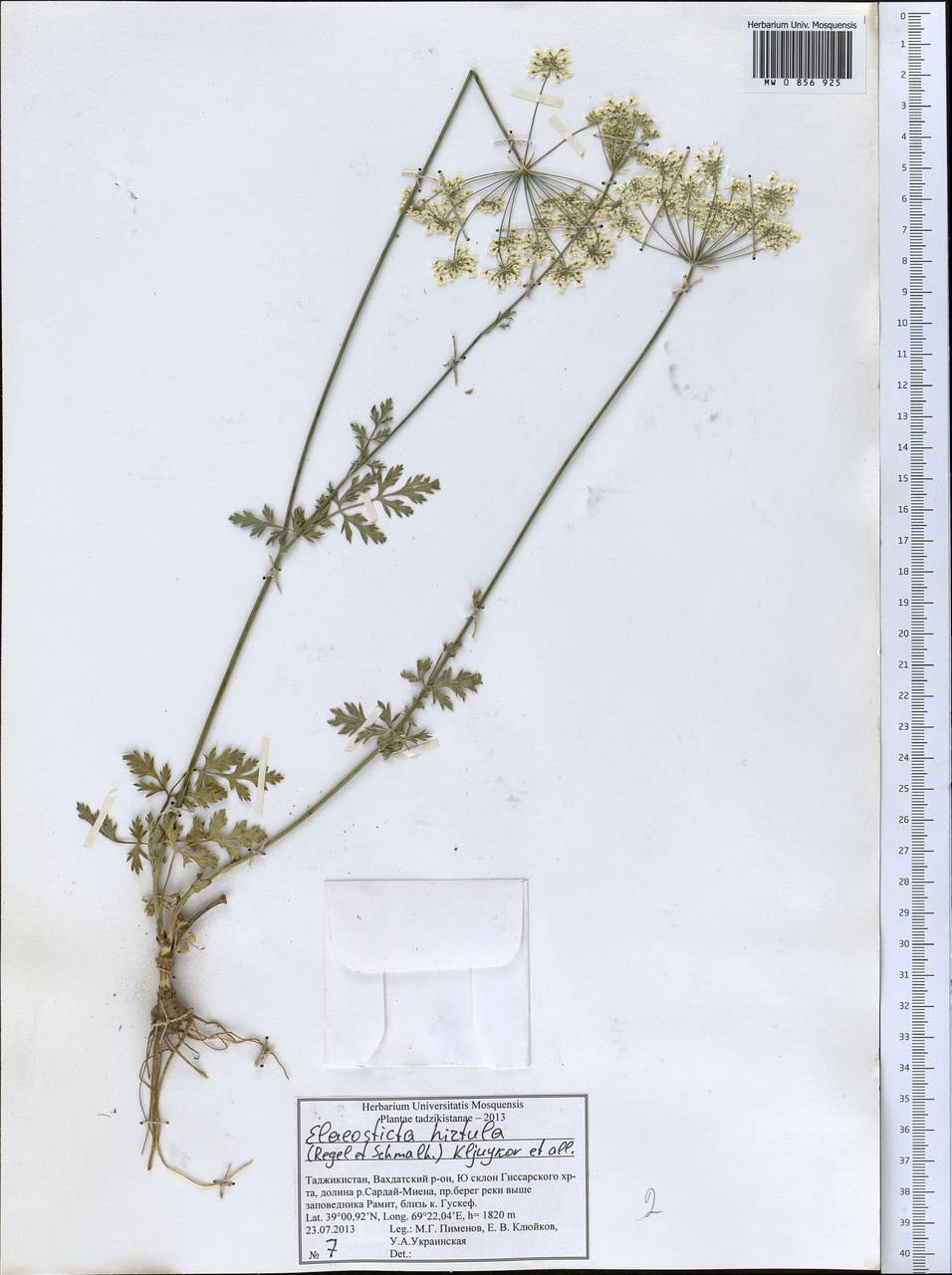 Scaligeria hirtula (Regel & Schmalh.) Lipsky ex Korovin, Middle Asia, Pamir & Pamiro-Alai (M2) (Tajikistan)