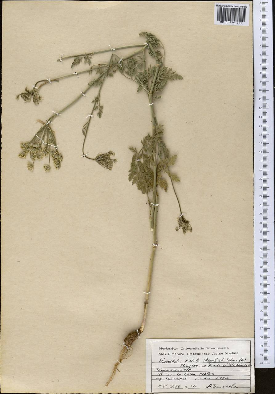Scaligeria hirtula (Regel & Schmalh.) Lipsky ex Korovin, Middle Asia, Pamir & Pamiro-Alai (M2) (Tajikistan)
