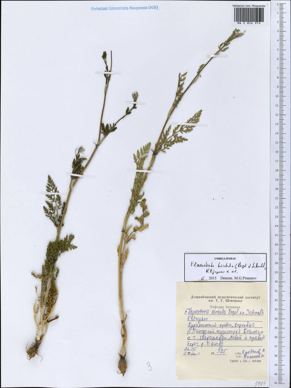 Scaligeria hirtula (Regel & Schmalh.) Lipsky ex Korovin, Middle Asia, Western Tian Shan & Karatau (M3) (Tajikistan)