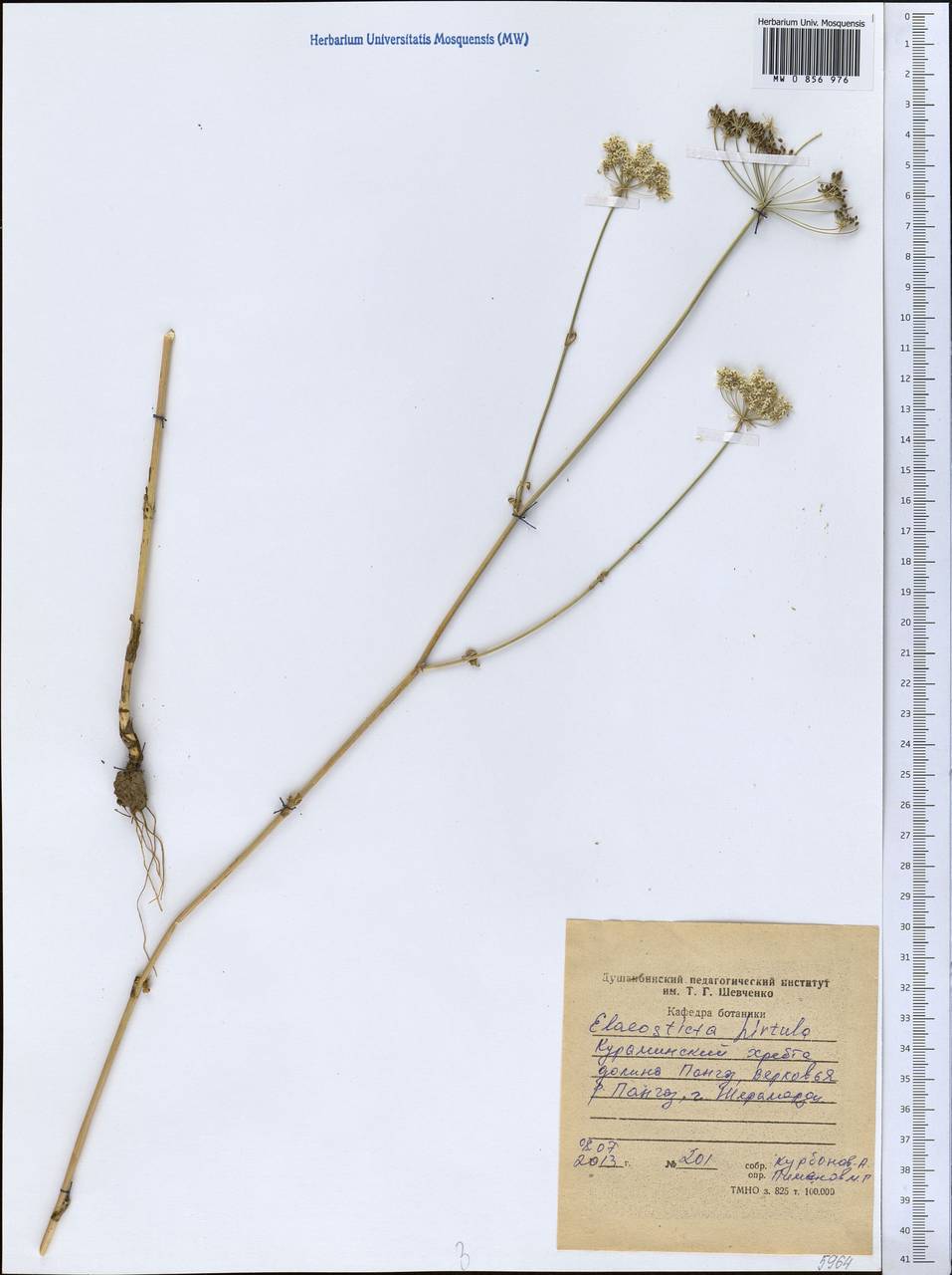 Scaligeria hirtula (Regel & Schmalh.) Lipsky ex Korovin, Middle Asia, Western Tian Shan & Karatau (M3) (Tajikistan)