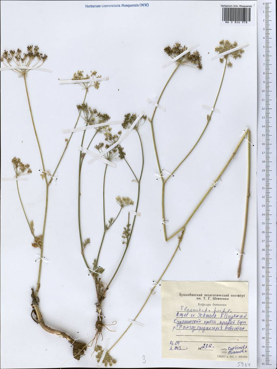 Scaligeria hirtula (Regel & Schmalh.) Lipsky ex Korovin, Middle Asia, Western Tian Shan & Karatau (M3) (Tajikistan)