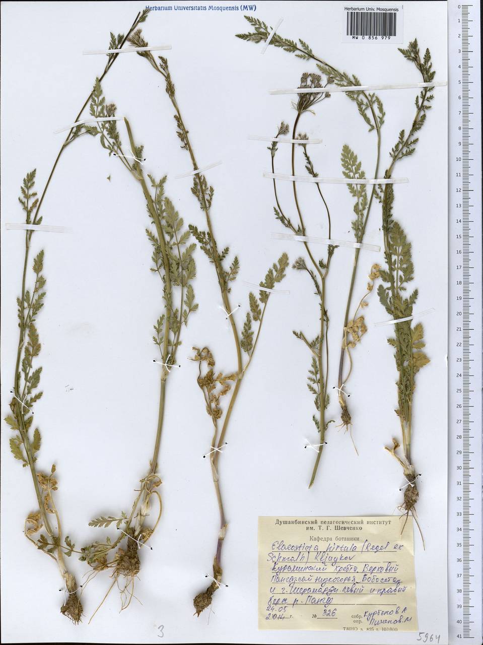 Scaligeria hirtula (Regel & Schmalh.) Lipsky ex Korovin, Middle Asia, Western Tian Shan & Karatau (M3) (Tajikistan)