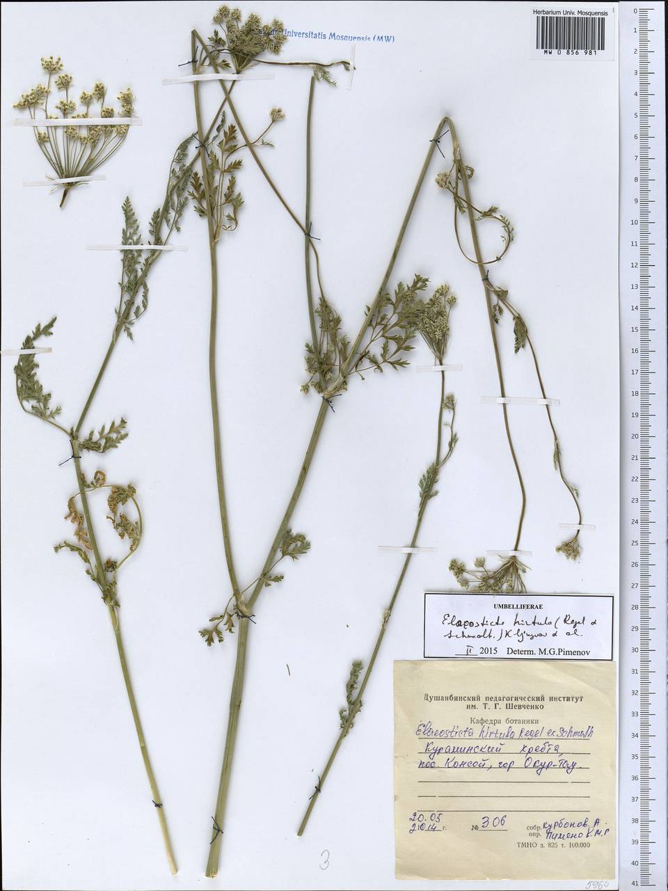 Scaligeria hirtula (Regel & Schmalh.) Lipsky ex Korovin, Middle Asia, Western Tian Shan & Karatau (M3) (Tajikistan)