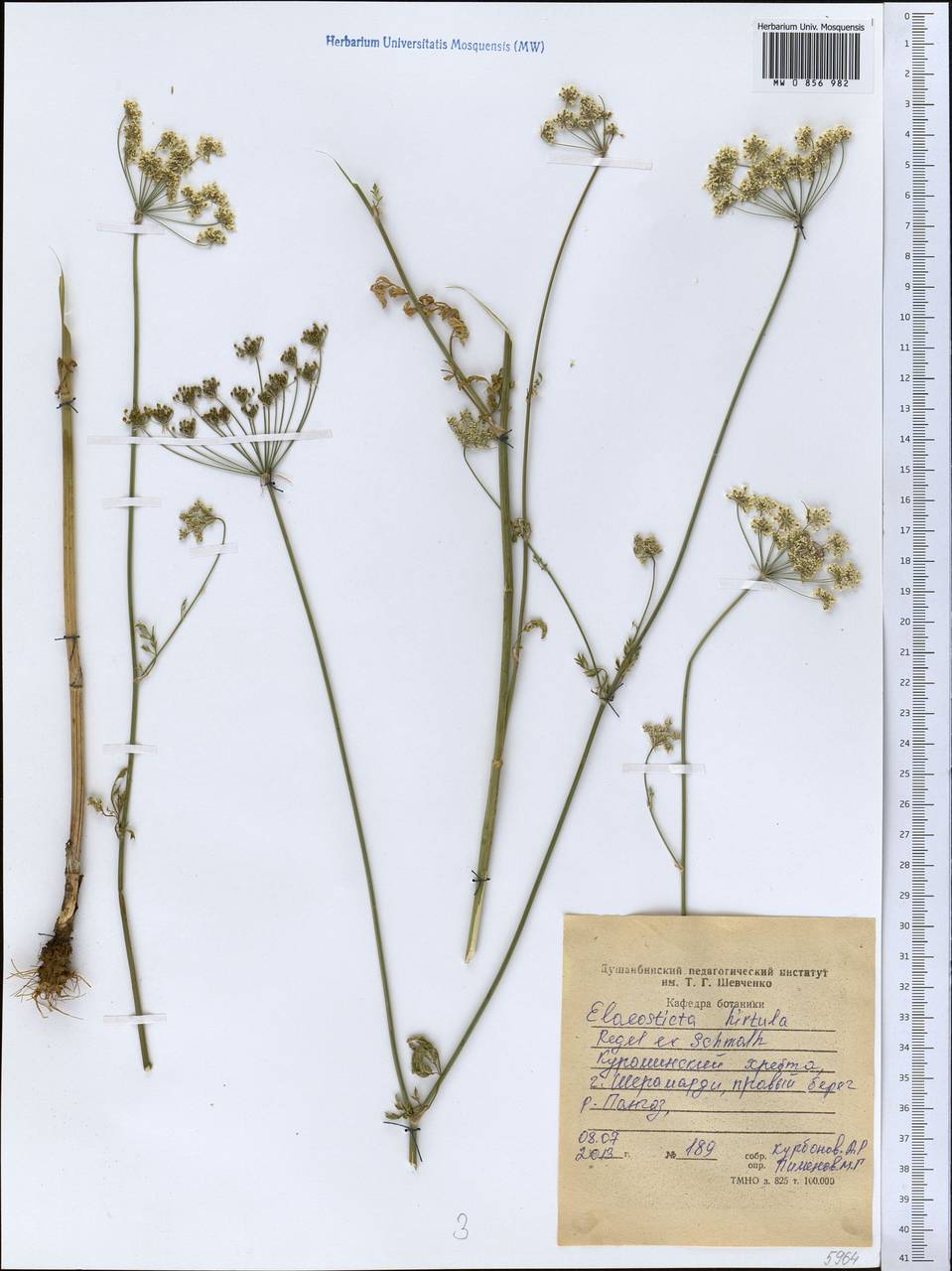 Scaligeria hirtula (Regel & Schmalh.) Lipsky ex Korovin, Middle Asia, Western Tian Shan & Karatau (M3) (Tajikistan)