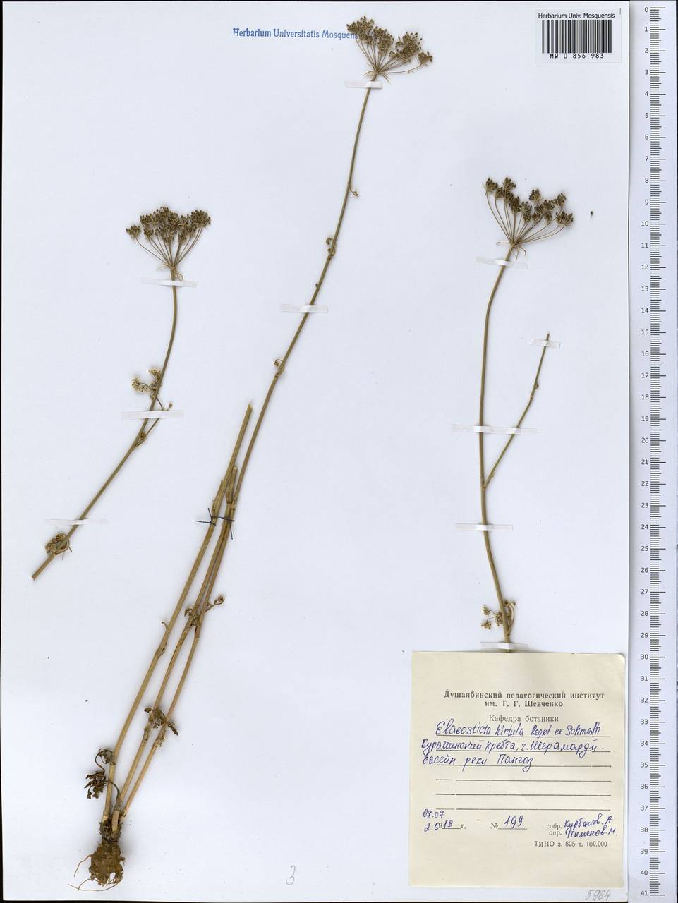 Scaligeria hirtula (Regel & Schmalh.) Lipsky ex Korovin, Middle Asia, Western Tian Shan & Karatau (M3) (Tajikistan)