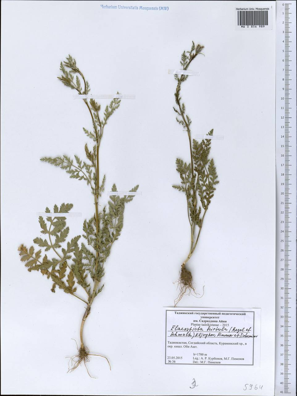 Scaligeria hirtula (Regel & Schmalh.) Lipsky ex Korovin, Middle Asia, Western Tian Shan & Karatau (M3) (Tajikistan)