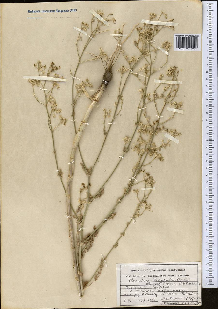 Scaligeria platyphylla Korovin, Middle Asia, Kopet Dag, Badkhyz, Small & Great Balkhan (M1) (Turkmenistan)