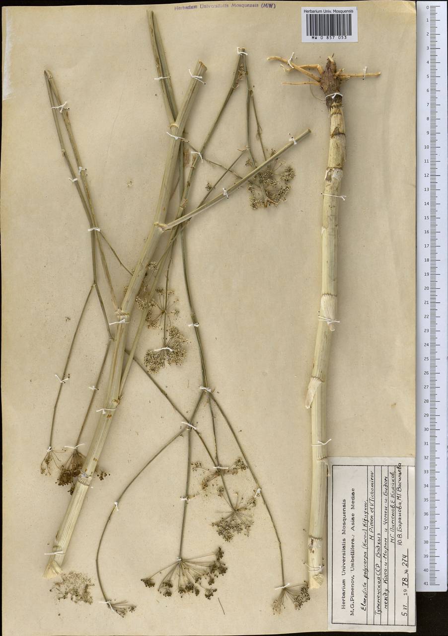 Scaligeria polycarpa Korovin, Middle Asia, Kopet Dag, Badkhyz, Small & Great Balkhan (M1) (Turkmenistan)