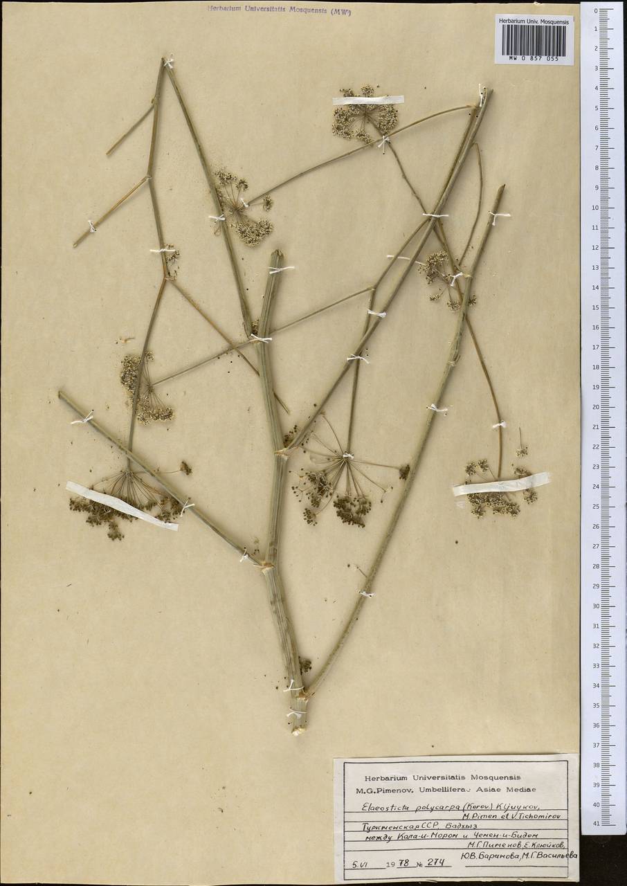 Scaligeria polycarpa Korovin, Middle Asia, Kopet Dag, Badkhyz, Small & Great Balkhan (M1) (Turkmenistan)