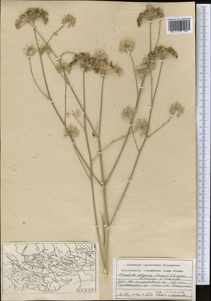 Scaligeria polycarpa Korovin, Middle Asia, Pamir & Pamiro-Alai (M2) (Tajikistan)