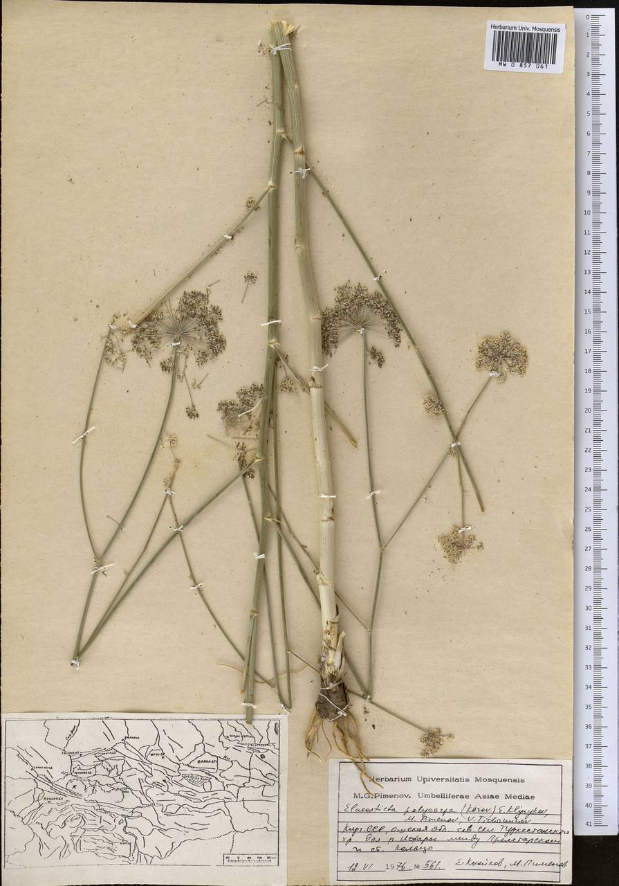 Scaligeria polycarpa Korovin, Middle Asia, Pamir & Pamiro-Alai (M2) (Kyrgyzstan)