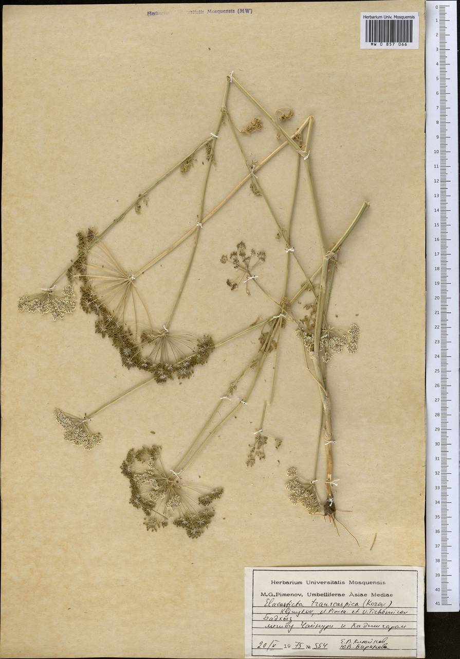 Scaligeria transcaspica Korovin, Middle Asia, Kopet Dag, Badkhyz, Small & Great Balkhan (M1) (Turkmenistan)