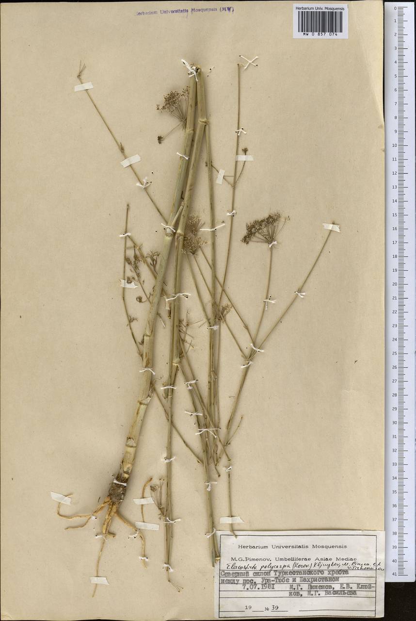 Scaligeria polycarpa Korovin, Middle Asia, Pamir & Pamiro-Alai (M2) (Tajikistan)