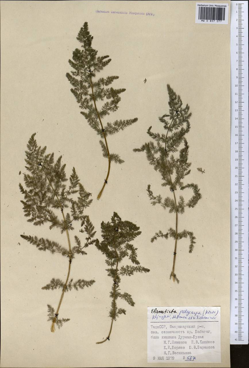 Scaligeria polycarpa Korovin, Middle Asia, Pamir & Pamiro-Alai (M2) (Tajikistan)