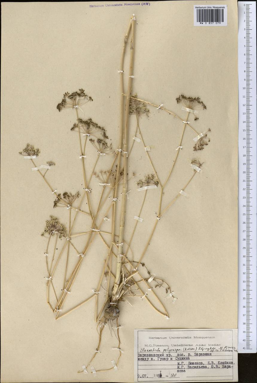 Scaligeria polycarpa Korovin, Middle Asia, Pamir & Pamiro-Alai (M2) (Tajikistan)