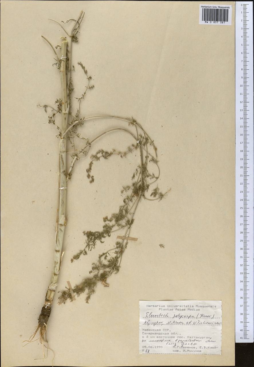 Scaligeria polycarpa Korovin, Middle Asia, Pamir & Pamiro-Alai (M2) (Uzbekistan)