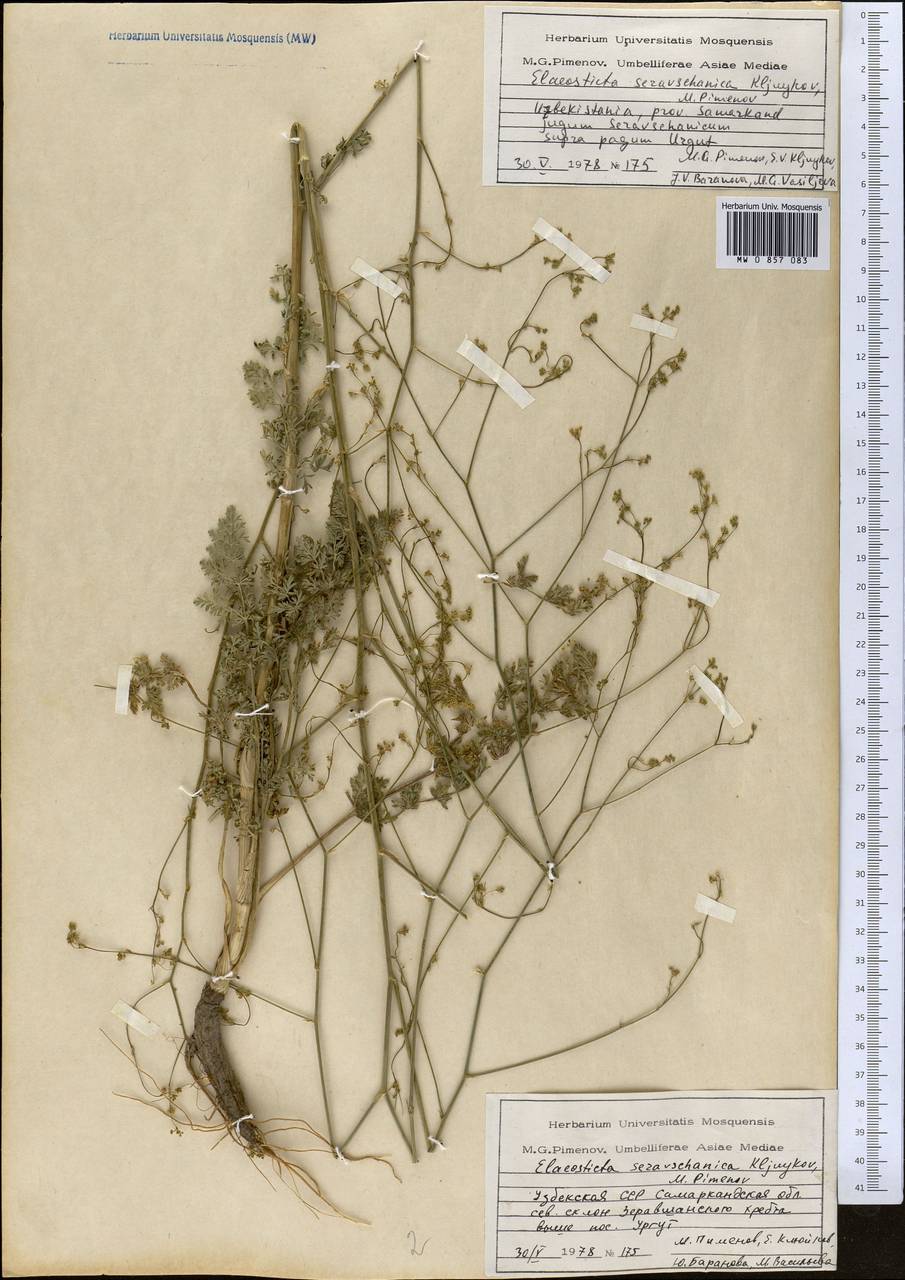 Elaeosticta seravschanica Kljuykov & Pimenov, Middle Asia, Pamir & Pamiro-Alai (M2) (Uzbekistan)