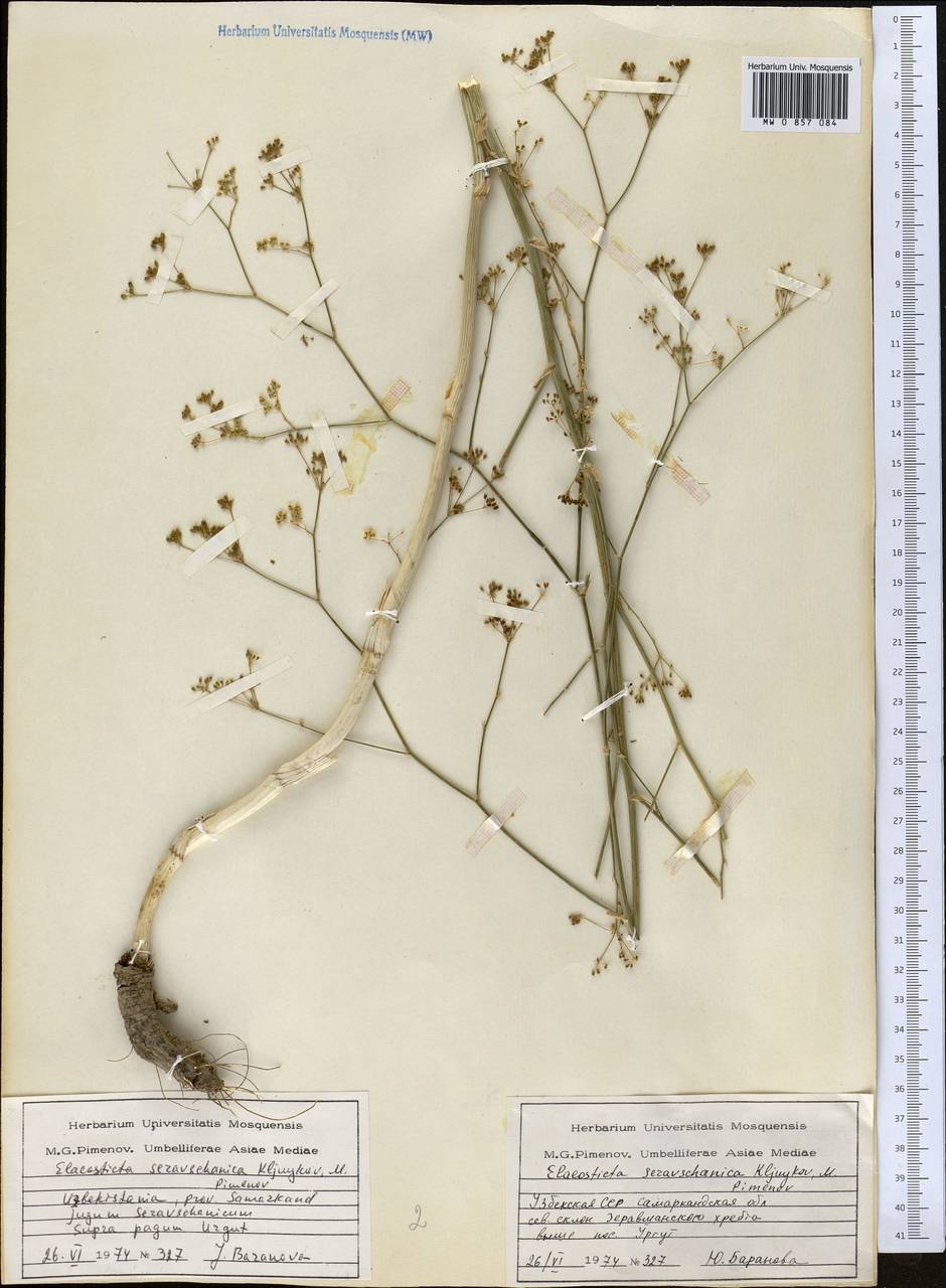Elaeosticta seravschanica Kljuykov & Pimenov, Middle Asia, Pamir & Pamiro-Alai (M2) (Uzbekistan)