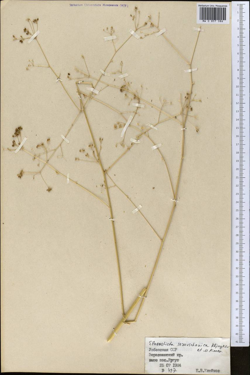 Elaeosticta seravschanica Kljuykov & Pimenov, Middle Asia, Pamir & Pamiro-Alai (M2) (Uzbekistan)