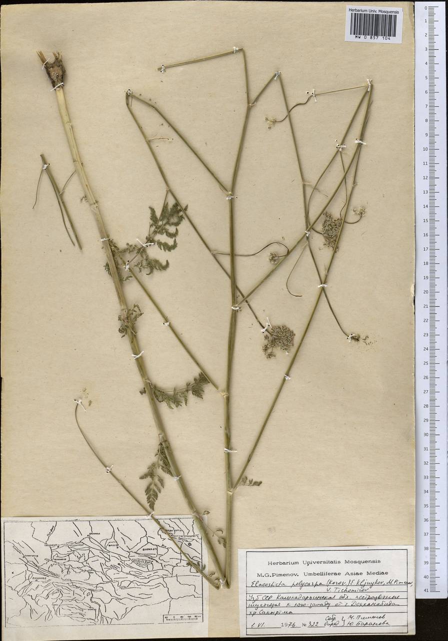 Scaligeria polycarpa Korovin, Middle Asia, Pamir & Pamiro-Alai (M2) (Uzbekistan)