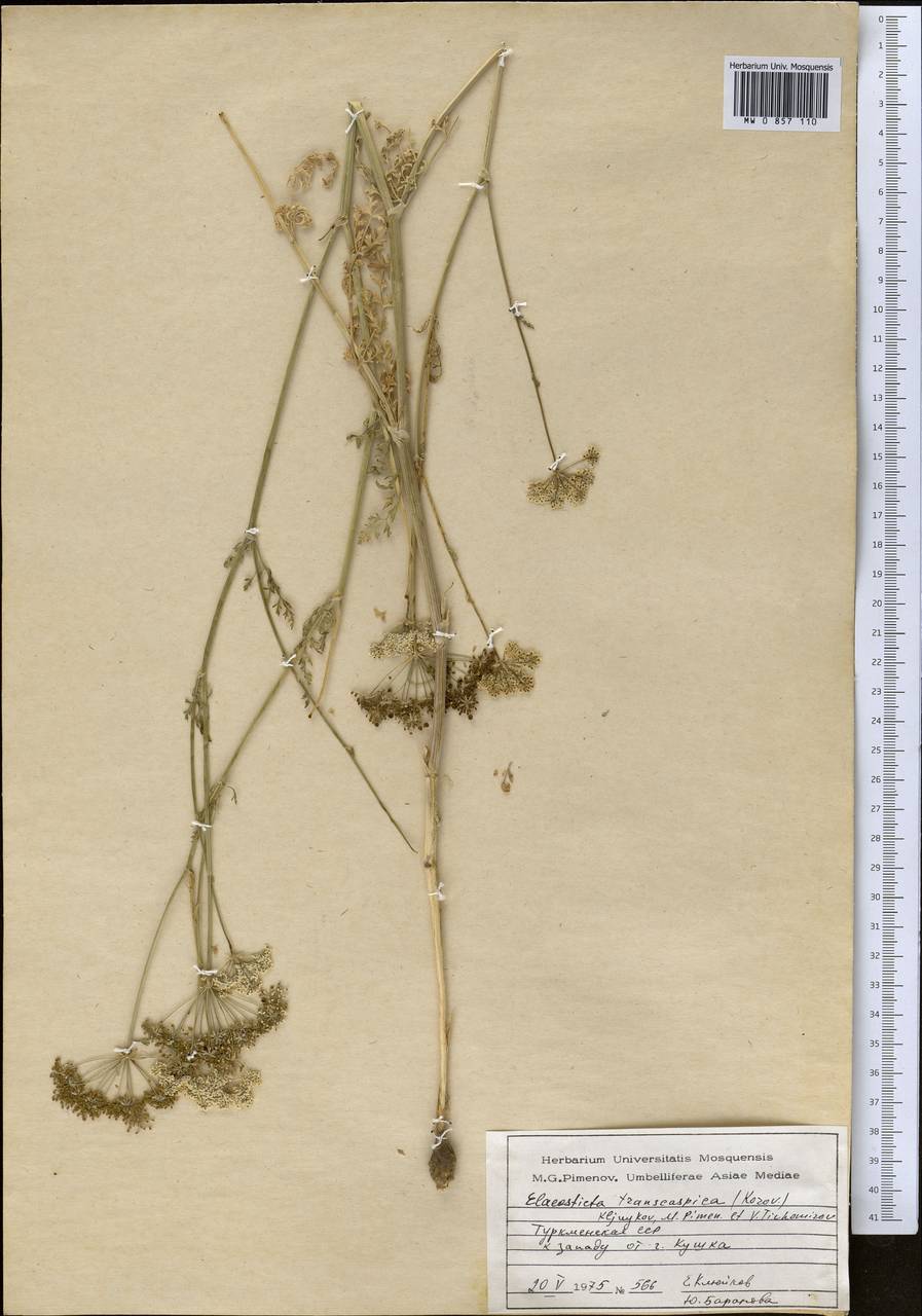 Scaligeria transcaspica Korovin, Middle Asia, Karakum (M6) (Turkmenistan)