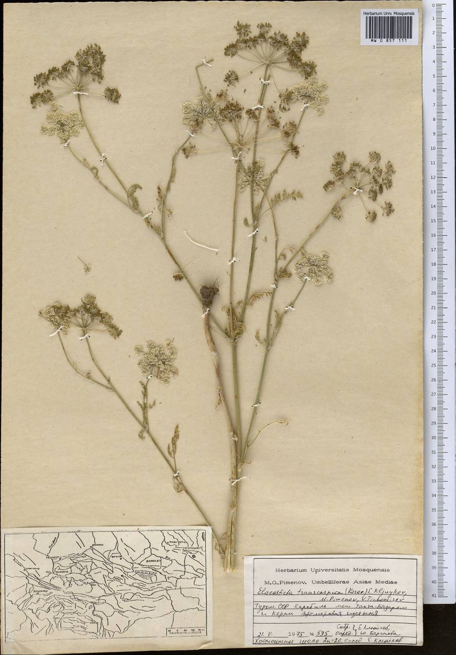 Scaligeria transcaspica Korovin, Middle Asia, Karakum (M6) (Turkmenistan)