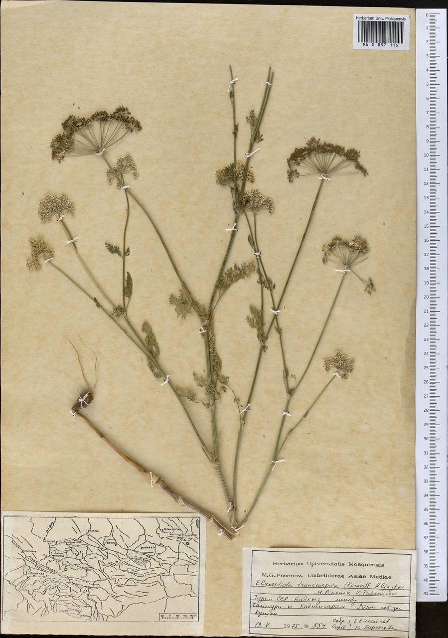 Scaligeria transcaspica Korovin, Middle Asia, Karakum (M6) (Turkmenistan)