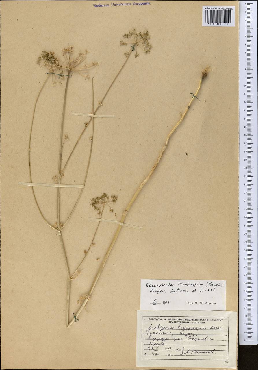Scaligeria transcaspica Korovin, Middle Asia, Karakum (M6) (Turkmenistan)