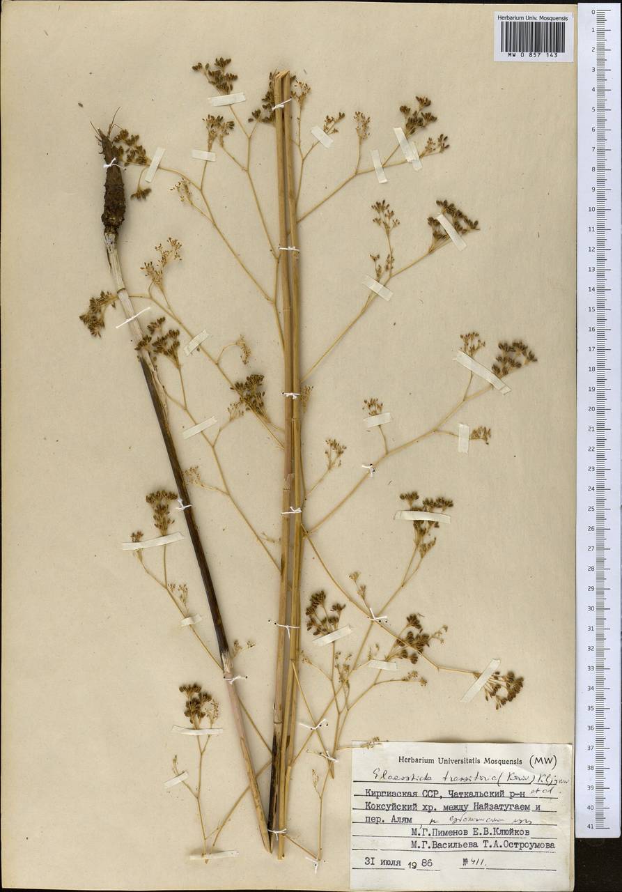 Scaligeria kuramensis (Korovin) Korovin, Middle Asia, Western Tian Shan & Karatau (M3) (Kyrgyzstan)