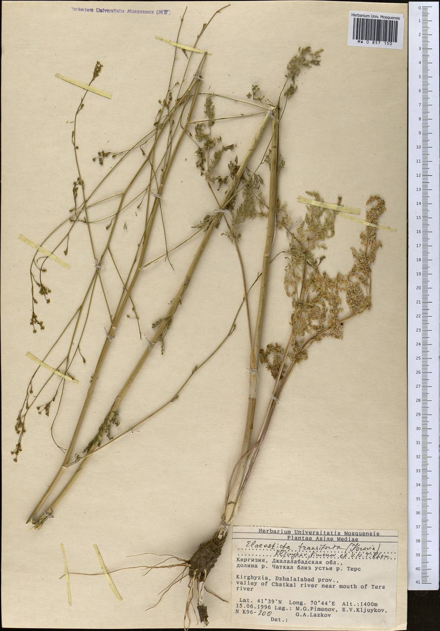 Scaligeria kuramensis (Korovin) Korovin, Middle Asia, Western Tian Shan & Karatau (M3) (Kyrgyzstan)