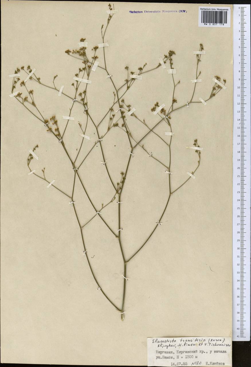 Scaligeria kuramensis (Korovin) Korovin, Middle Asia, Northern & Central Tian Shan (M4) (Kyrgyzstan)